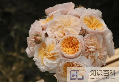 朱丽叶玫瑰适合做干花吗3