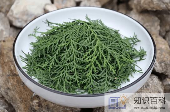 侧柏叶的功效与作用及禁忌1