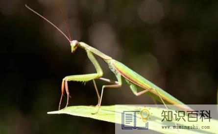 蛇为什么怕螳螂3