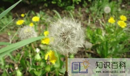 蒲公英泡水喝有什么作用和功效3