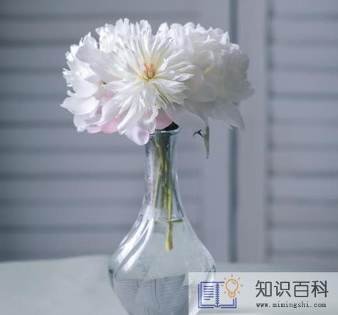 芍药鲜切花深水养还是浅水养3