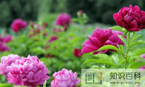 鲜花芍药怎么打理1