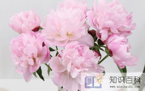 鲜花芍药怎么打理2