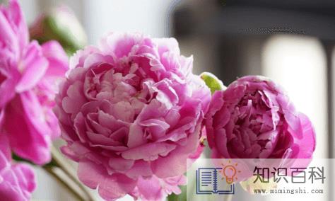 鲜花芍药怎么打理3