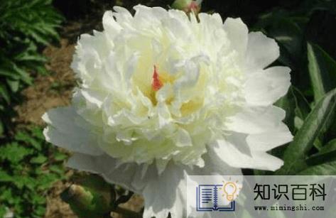 盆栽芍药花多大盆最好3