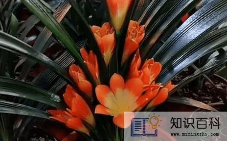 君子兰怎么养才能开花2