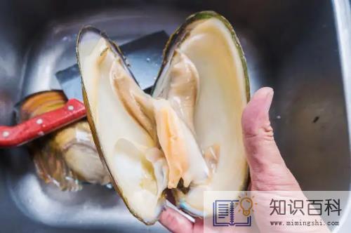 河里的河蚌可以吃吗2