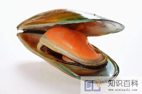 河里的河蚌可以吃吗3
