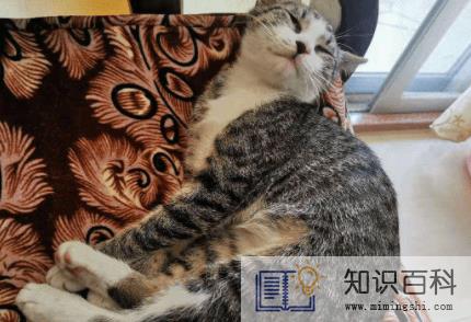 狸花猫不亲人怎么办1