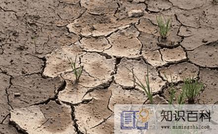养花土壤板结如何快速改良2