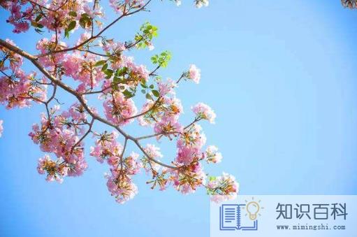 躲春过了两个小时就可以见人了吗3