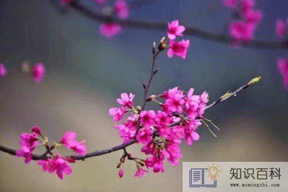 躲春可以听相声吗1