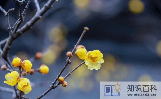 躲春可以做家务吗3