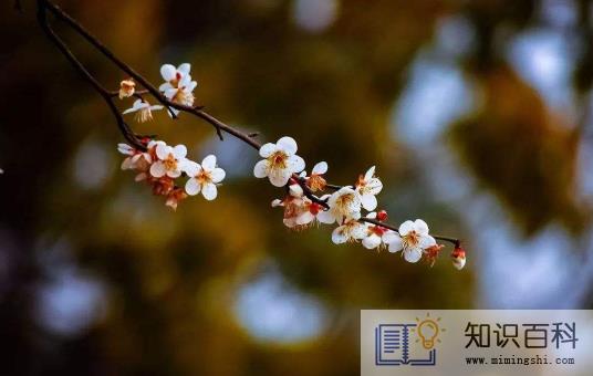 躲春可以听歌吗2