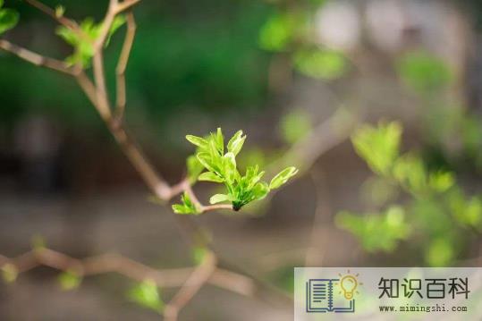 躲春是男人躲还是女人躲3