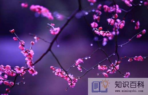躲春在自己家还是别人家2