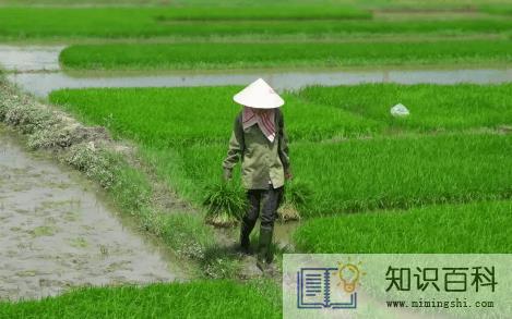 2022春分的时候农民种地了吗3