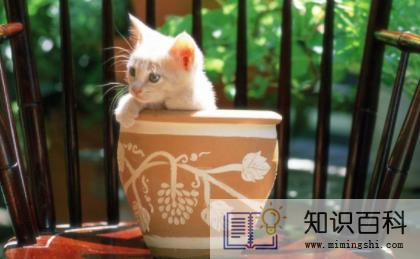 猫喜欢扒花盆怎么办1