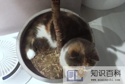 猫喜欢扒花盆怎么办3