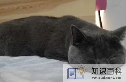 怎样才能让猫自己睡2